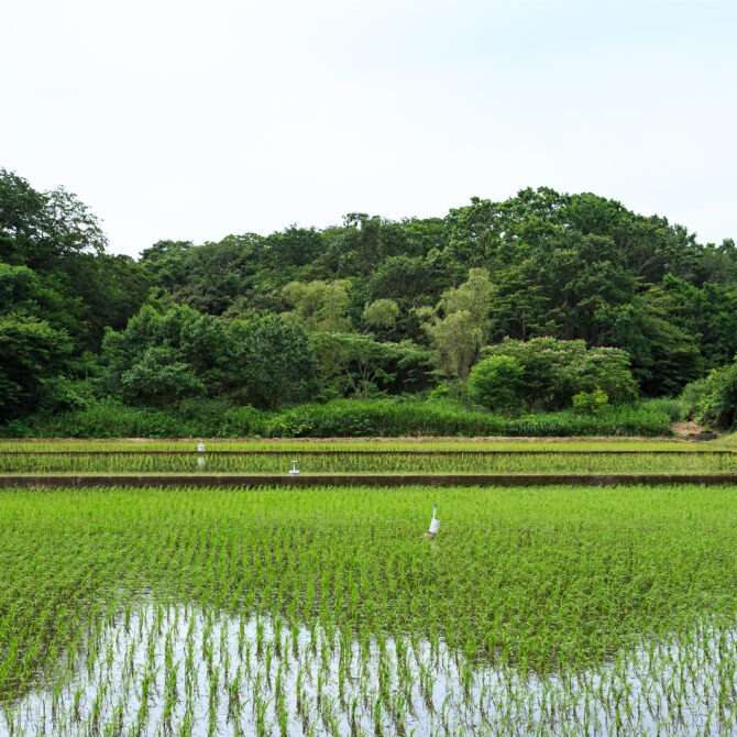 （476）昼下がりの電車