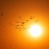 （480）昭和なシーン