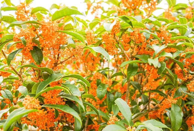 （481）海馬を鍛える