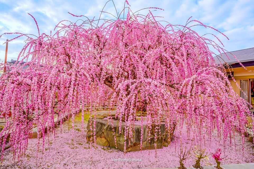 (485) ツァイガルニク効果