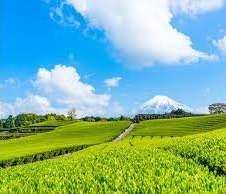 （488）キャドポンポンジィ