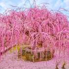 （485） ツァイガルニク効果