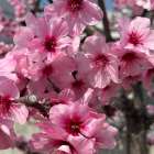 （486）観察者効果