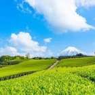 （488）キャドポンポンジィ